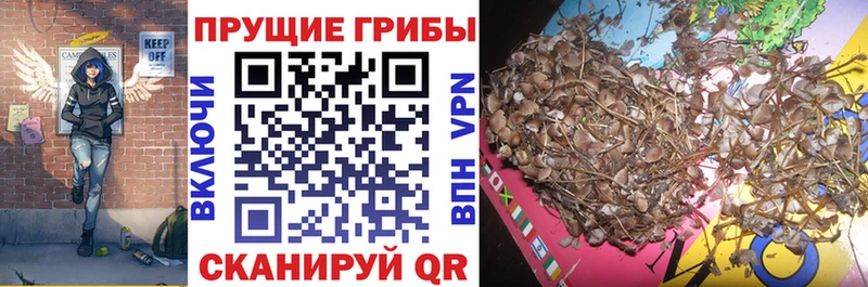 купить  цена  Аша  Псилоцибиновые грибы Cubensis 